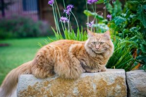 Kratzbaum für große Katzen