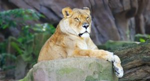 Löwe in der Savanne
